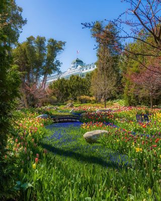 Not quite at peak bloom yet, but oh so stunning! Always surprises me just how beautiful the secret garden is! 🍃🌷🍃 As always amazing job Drew & Crew!! drewbutter21